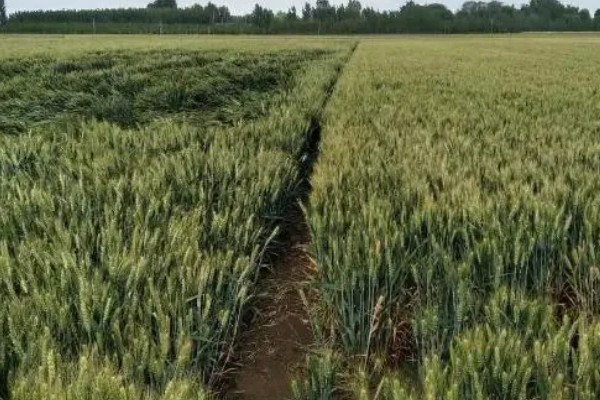 泛麦5号小麦品种简介,为半冬性品种
