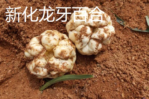 湖南新化县的特产，龙牙百合属于食用百合中的优品
