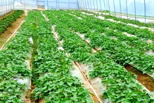 丽薯6号的亩产，平均亩产2070.9公斤