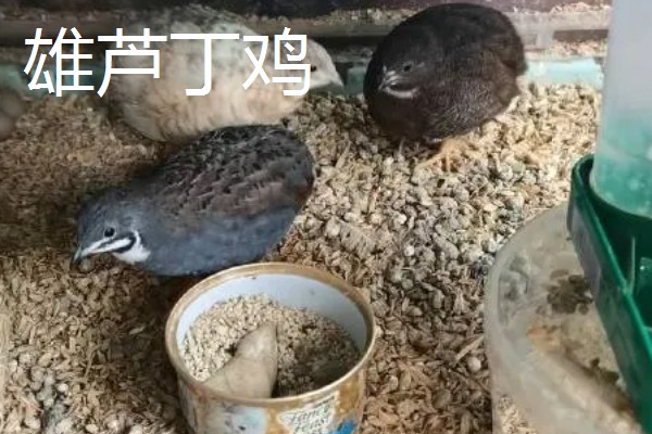 芦丁鸡是不是鹌鹑,属于鹌鹑品种之一