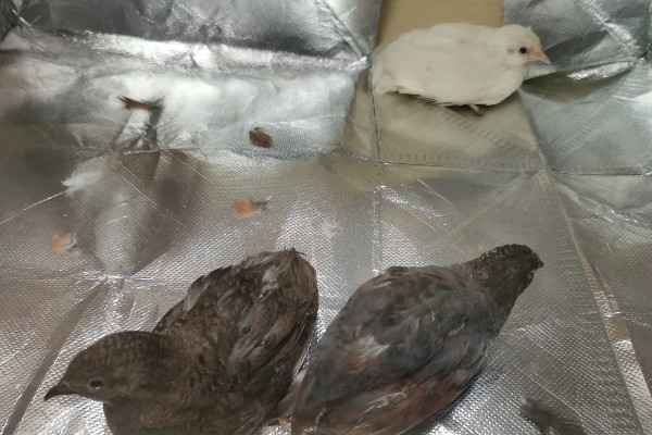 芦丁鸡是不是鹌鹑,属于鹌鹑品种之一