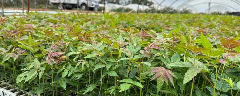 香椿的育苗方法，用热水浸种后再保湿催芽