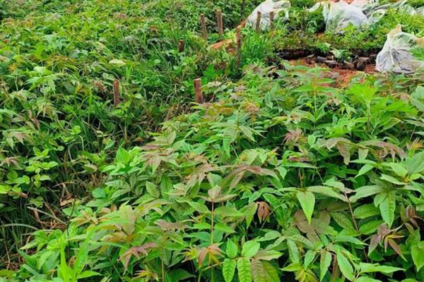 香椿的育苗方法，用热水浸种后再保湿催芽