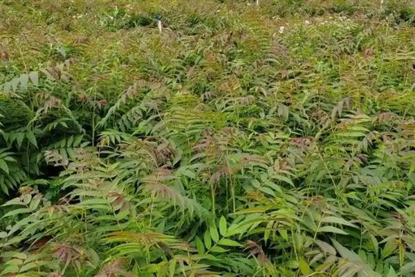 香椿的育苗方法，用热水浸种后再保湿催芽