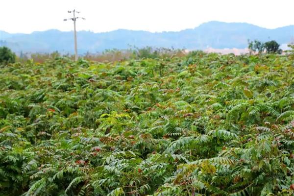 香椿的育苗方法，用热水浸种后再保湿催芽