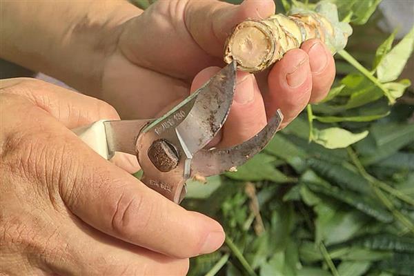 香椿的育苗方法，用热水浸种后再保湿催芽