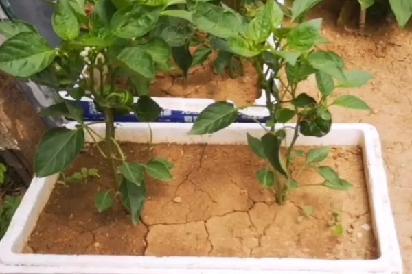 用泡沫箱种菜是否有毒,本身没有毒性