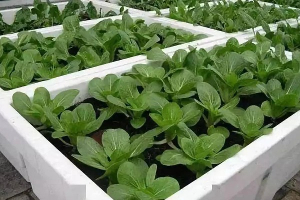 用泡沫箱种菜是否有毒,本身没有毒性