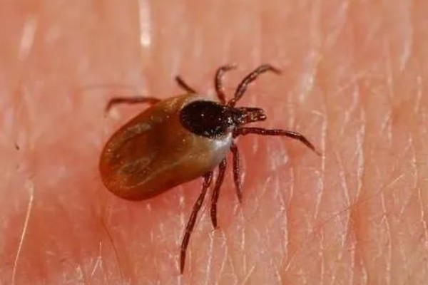 什么是蜱虫,是一种节肢动物寄生虫