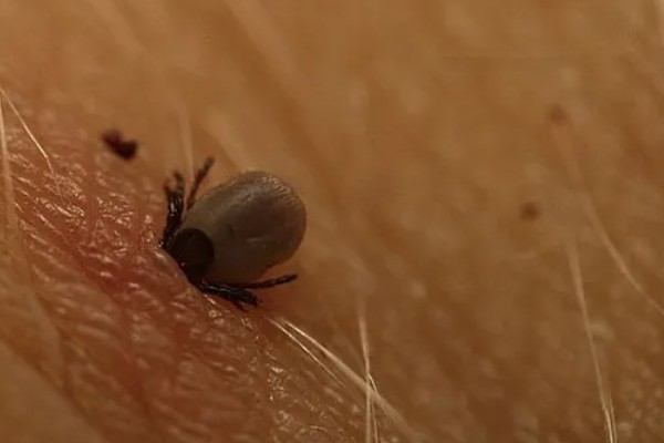 什么是蜱虫,是一种节肢动物寄生虫