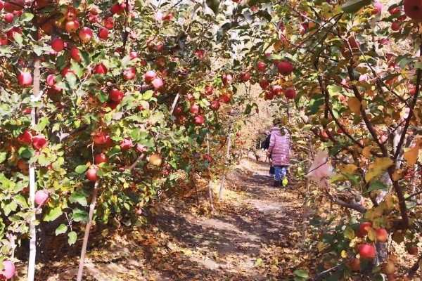10亩苹果要多少人管理,需4个人左右
