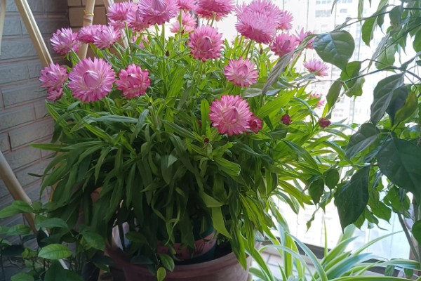 麦秆菊怎么养殖,夏季放在通风凉爽处