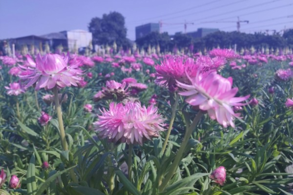 麦秆菊怎么养殖,夏季放在通风凉爽处