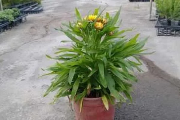 麦秆菊怎么养殖,夏季放在通风凉爽处