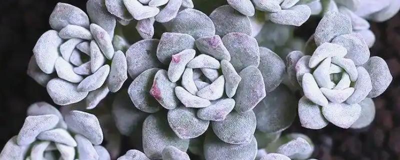 多肉的白色棉絮可以触碰吗，根粉蚧壳虫不能用手直接触碰