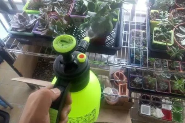 多肉的白色棉絮可以触碰吗,根粉蚧壳虫不能用手直接触碰