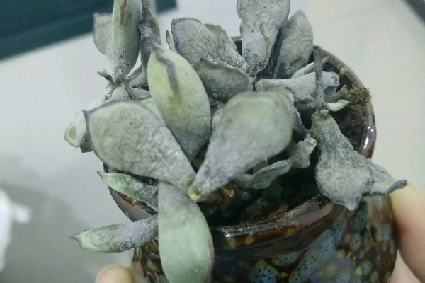 多肉的白色棉絮可以触碰吗,根粉蚧壳虫不能用手直接触碰