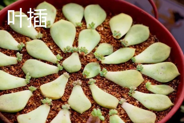 多肉的白色棉絮可以触碰吗,根粉蚧壳虫不能用手直接触碰