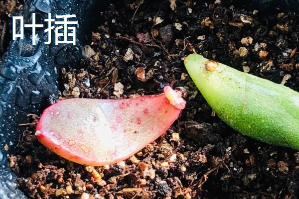 多肉的白色棉絮可以触碰吗,根粉蚧壳虫不能用手直接触碰