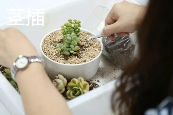 多肉的白色棉絮可以触碰吗,根粉蚧壳虫不能用手直接触碰