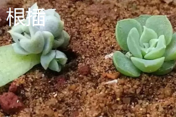 多肉的白色棉絮可以触碰吗,根粉蚧壳虫不能用手直接触碰