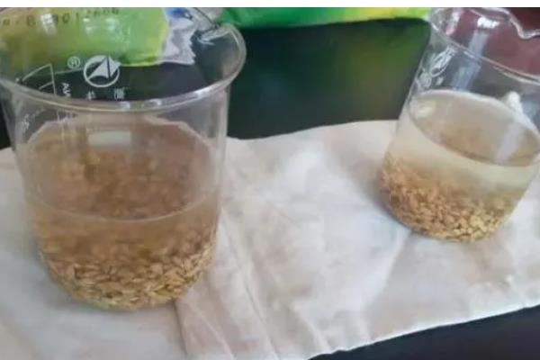 种植早春小麦容易出现哪些失误,以下10种错误要避免出现