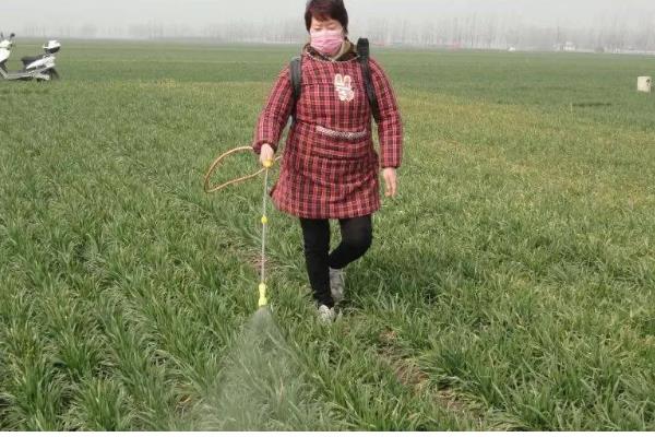 种植早春小麦容易出现哪些失误,以下10种错误要避免出现