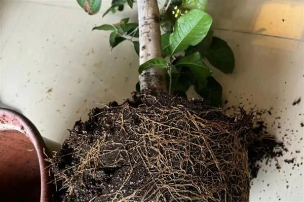 移栽桂花树的方法,修剪根系经过消毒再栽入土壤中