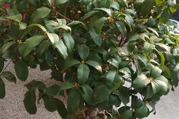 移栽桂花树的方法,修剪根系经过消毒再栽入土壤中