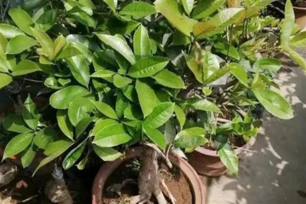 移栽桂花树的方法,修剪根系经过消毒再栽入土壤中