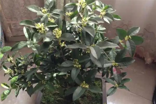 移栽桂花树的方法,修剪根系经过消毒再栽入土壤中