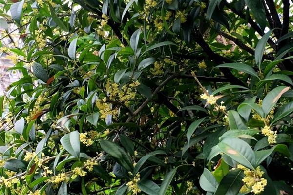 移栽桂花树的方法,修剪根系经过消毒再栽入土壤中