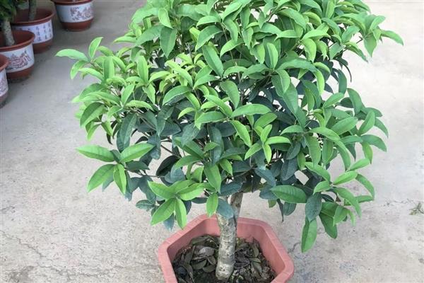 移栽桂花树的方法,修剪根系经过消毒再栽入土壤中