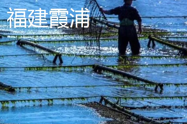 紫菜有什么出名的产地,福建霞浦是我国紫菜之乡