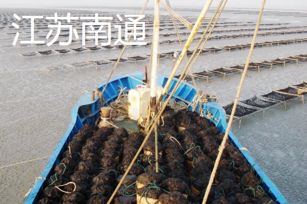紫菜有什么出名的产地,福建霞浦是我国紫菜之乡