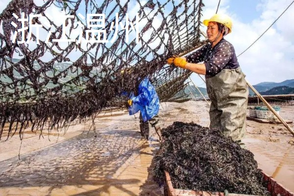 紫菜有什么出名的产地,福建霞浦是我国紫菜之乡