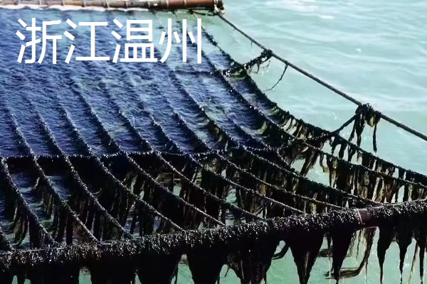 紫菜有什么出名的产地,福建霞浦是我国紫菜之乡