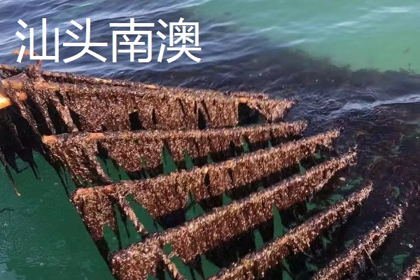 紫菜有什么出名的产地,福建霞浦是我国紫菜之乡