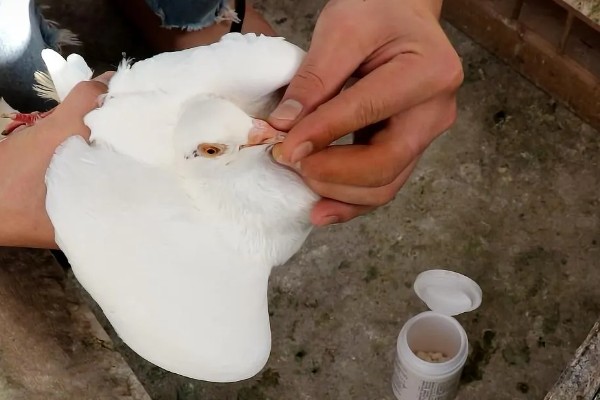 鸽子绿便怎么治疗,患有肠炎可饲喂土霉素