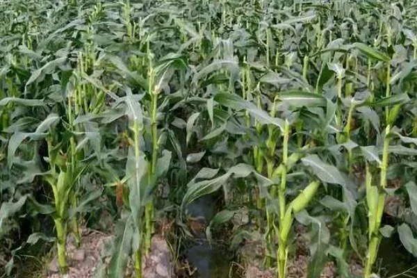 沃玉3号的夏播生育期，黄淮海夏播生育期为101.7天