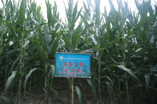 沃玉3号的夏播生育期，黄淮海夏播生育期为101.7天