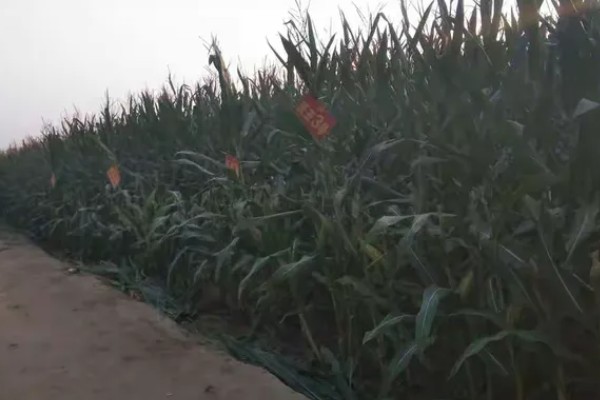 沃玉3号的夏播生育期，黄淮海夏播生育期为101.7天