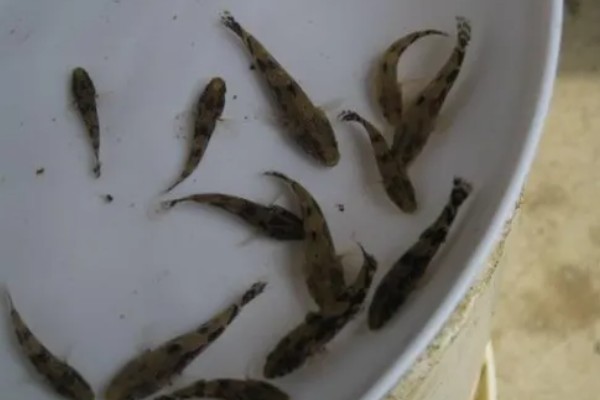 笋壳鱼怎么养殖，每隔半个月左右换一次水