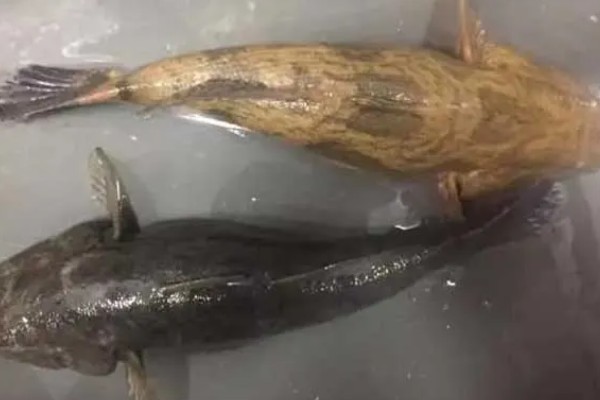 笋壳鱼怎么养殖，每隔半个月左右换一次水