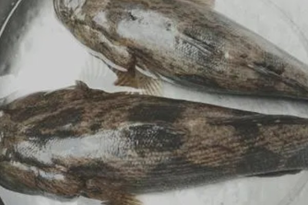 笋壳鱼怎么养殖，每隔半个月左右换一次水