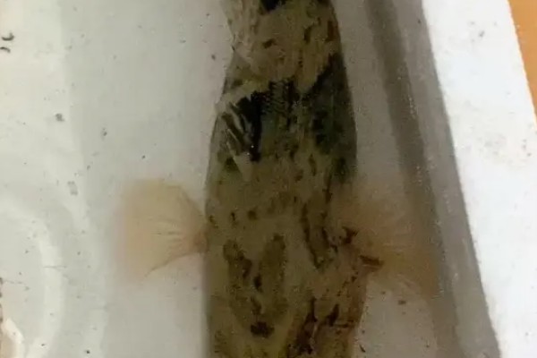 笋壳鱼怎么养殖，每隔半个月左右换一次水