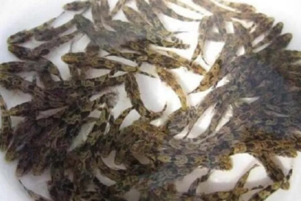 笋壳鱼怎么养殖，每隔半个月左右换一次水