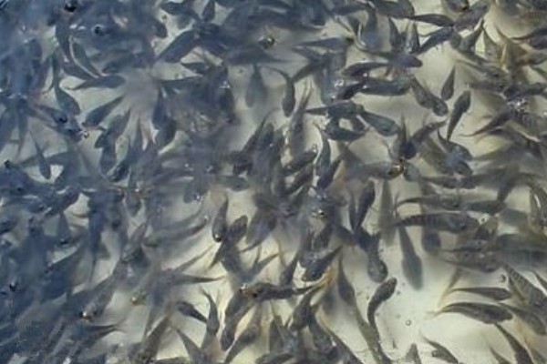 笋壳鱼怎么养殖，每隔半个月左右换一次水