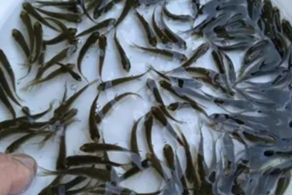 笋壳鱼怎么养殖，每隔半个月左右换一次水