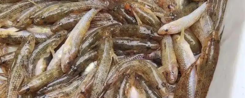 笋壳鱼怎么养殖，每隔半个月左右换一次水
